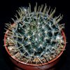 Mammillaria duwei-art576